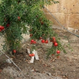 Nar: kako saditi i uzgajati na selu